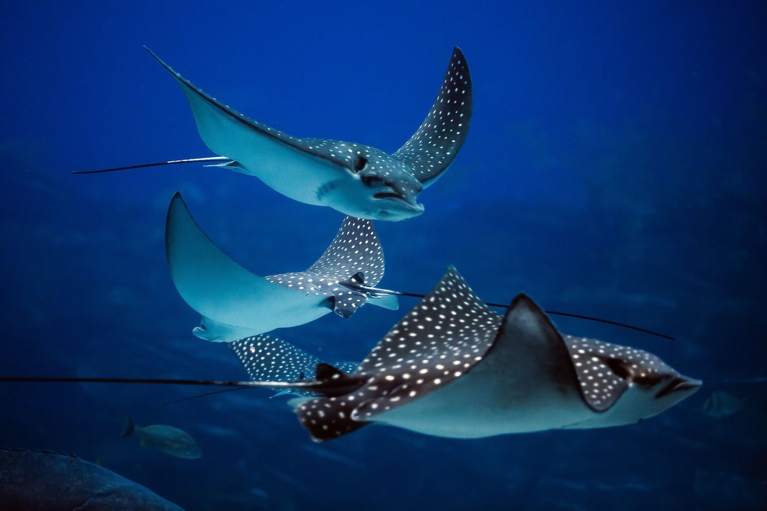 15 Gorgeous Stingray Information