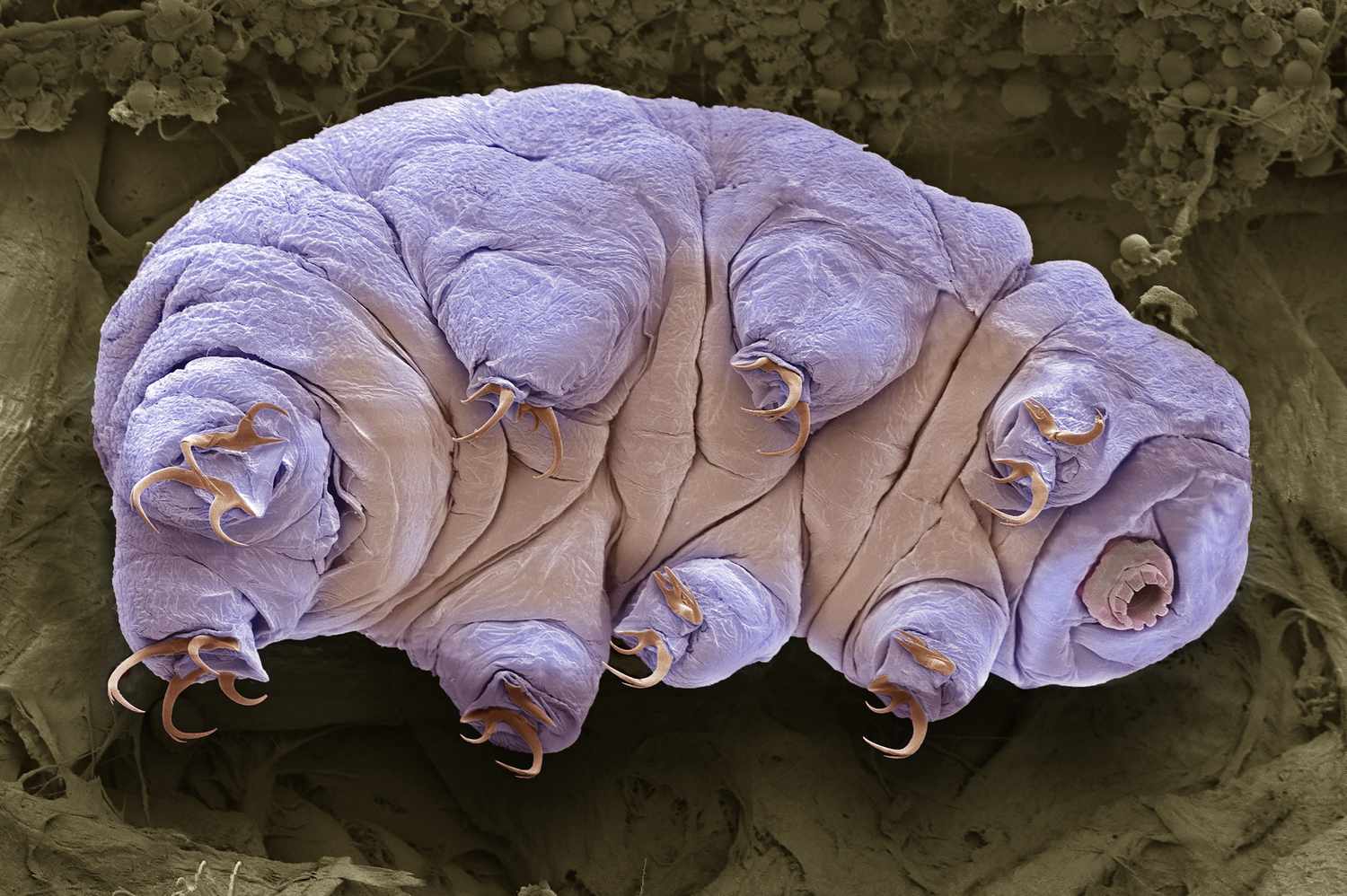 10 Information About Tardigrades