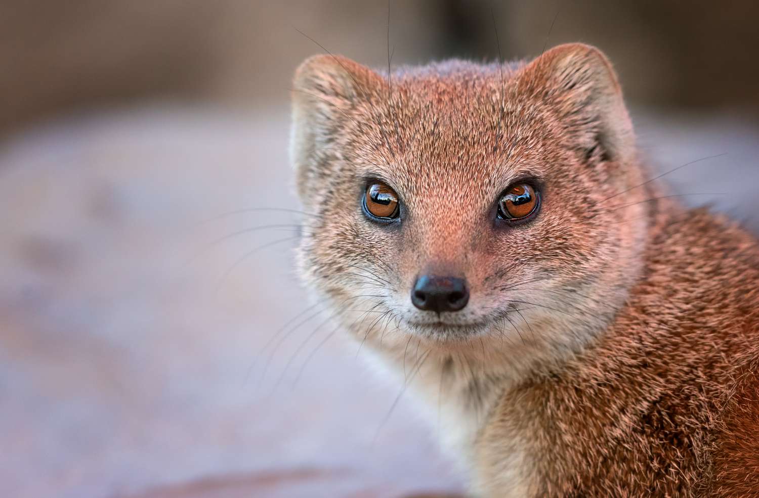 8 Magnificent Mongoose Information